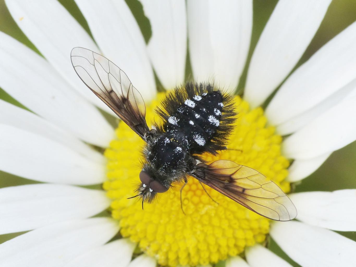 Bombylella atra